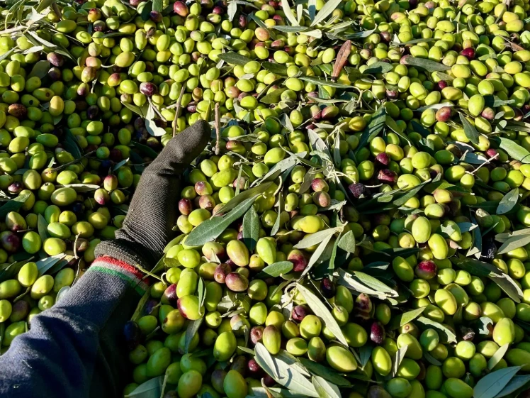 Olive Peranzana appena raccolte nel cassone, con una mano nel guanto da lavoro