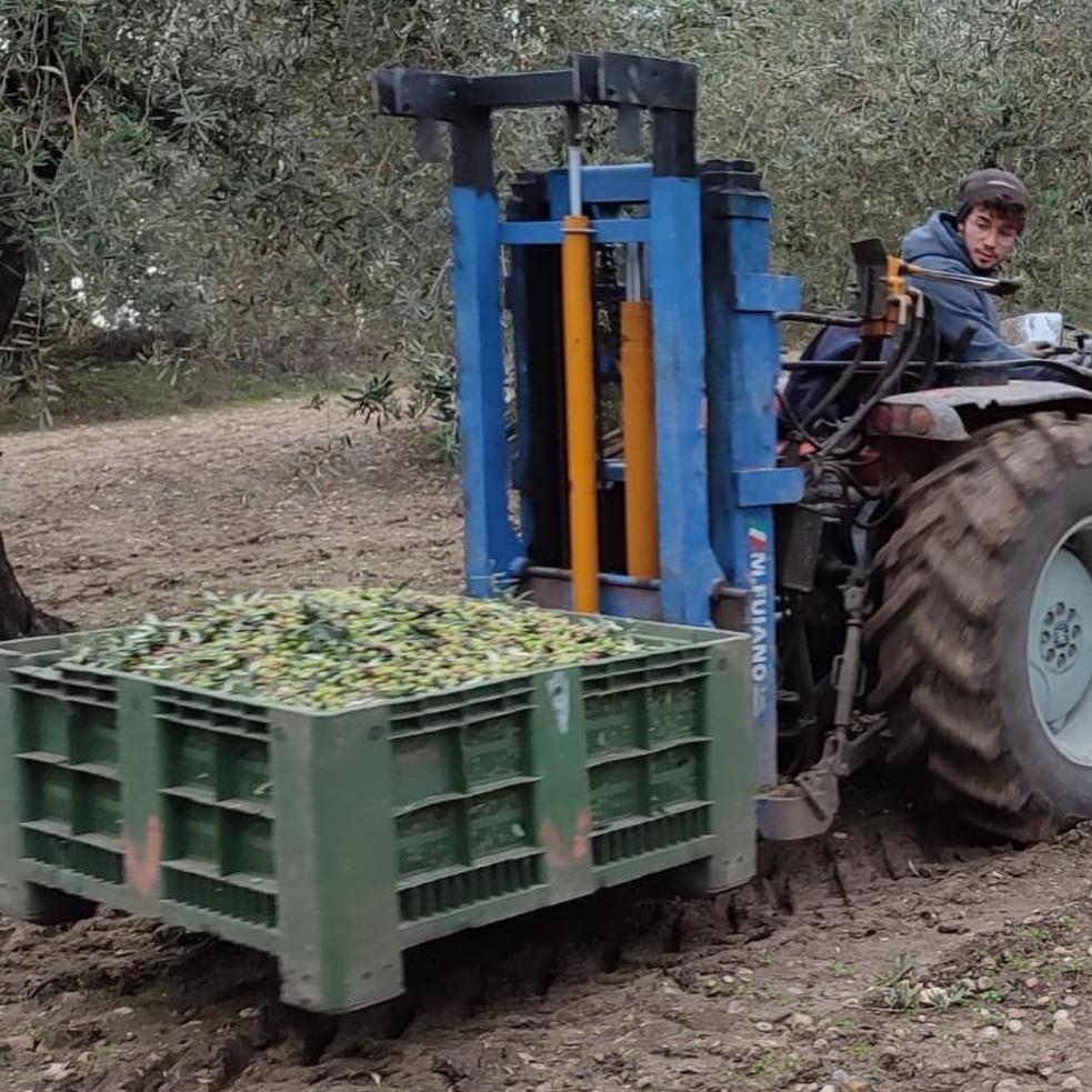 Contenitori bins forati per lo stoccaggio delle olive