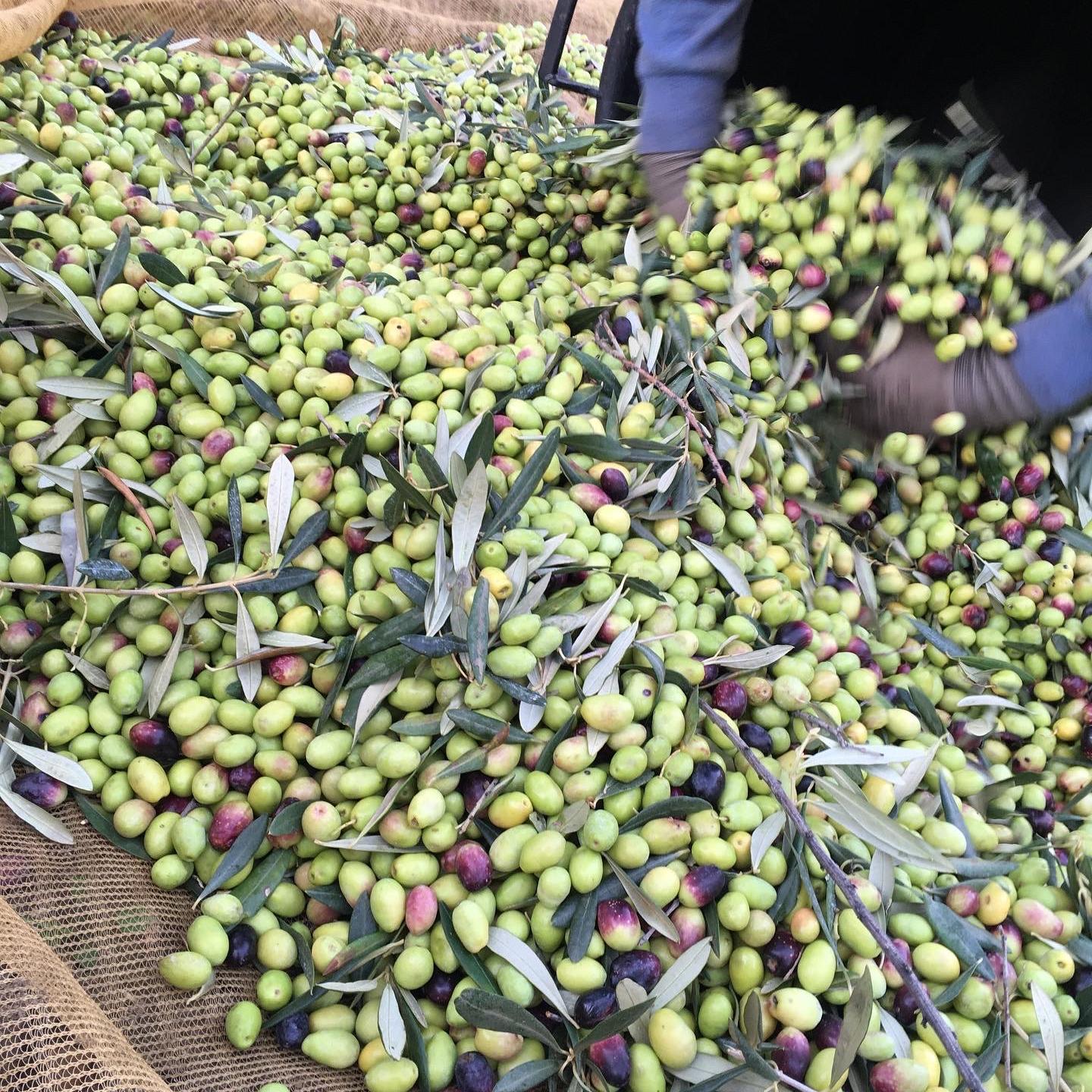 Olive di peranzana dopo la raccolta