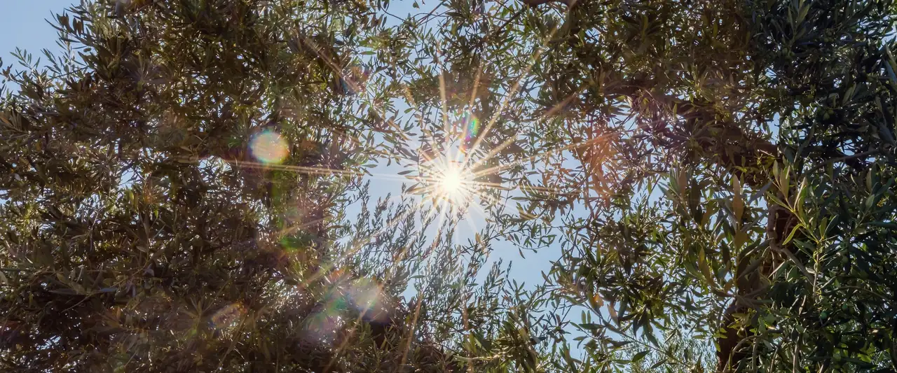 La chioma di un ulivo controluce, vista dal basso