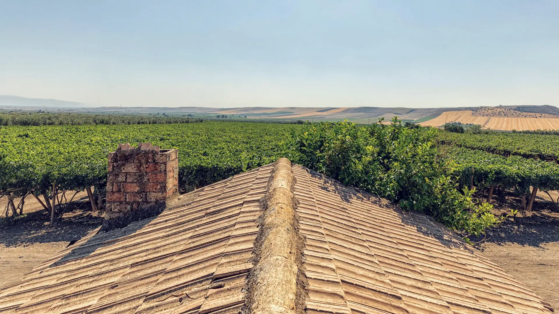 I nostri vigneti e i campi dell'Alto Tavoliere fino all'orizzonte, visti da un tetto di coppi