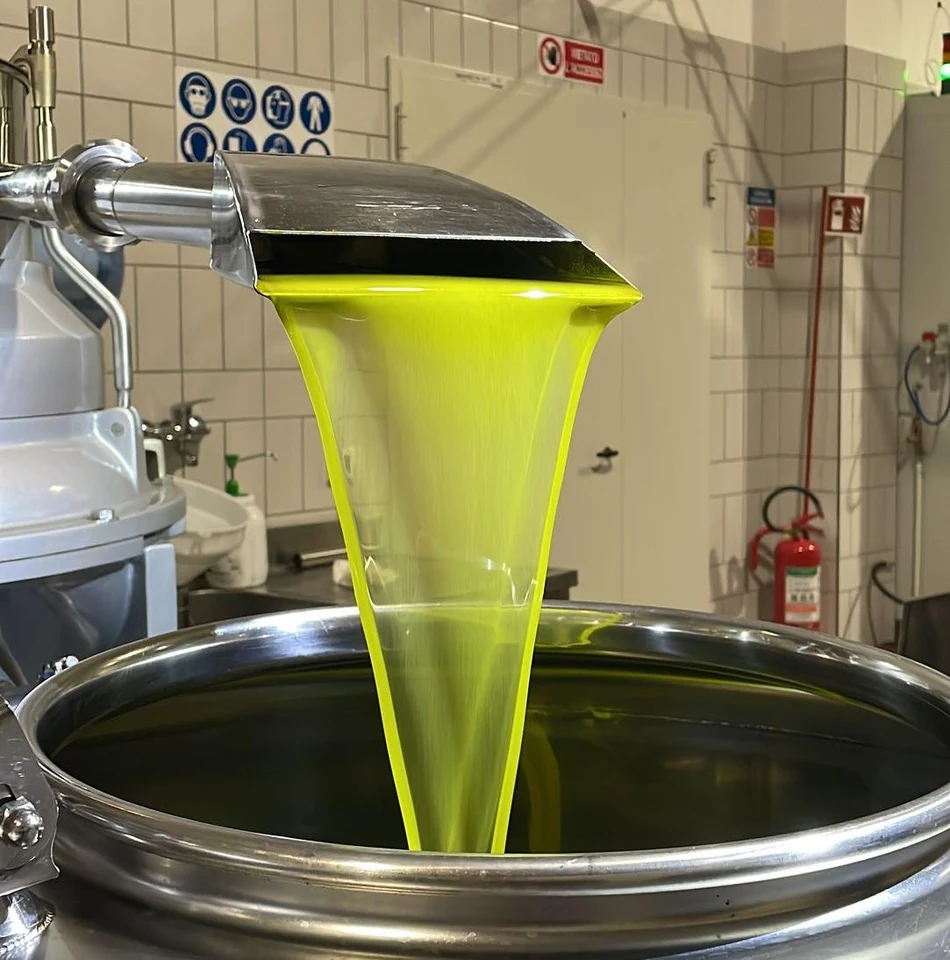 Olio appena estratto, velato, all’uscita dell’impianto in frantoio