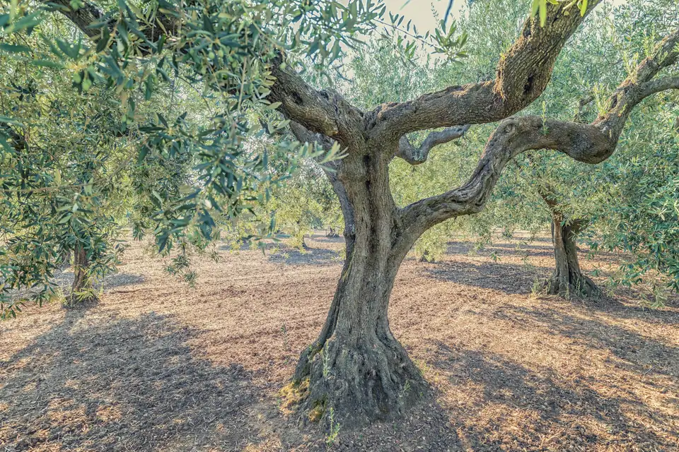 Il tronco contorto di un ulivo secolare nell'uliveto di famiglia